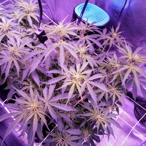 Auto Kong #4 growlog photo: Comecamos a semana com 100% de nutrientes.