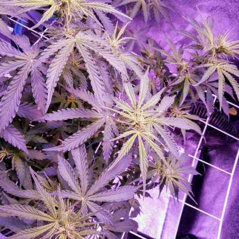 Auto Kong #4 growlog photo: Comecamos a semana com 100% de nutrientes.