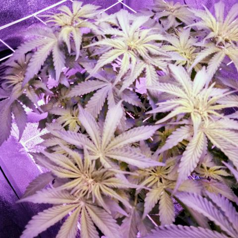 Orange Punch growlog photo: Comecamos a semana com 100% de nutrientes e a inclusao do Big Bud.