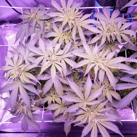Orange Punch growlog photo: Comecamos a semana com 100% de nutrientes e a inclusao do Big Bud.