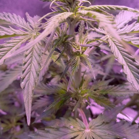 Auto Kong #4 growlog timeline photo