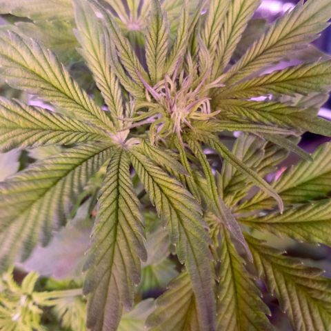 Orange Punch growlog timeline photo