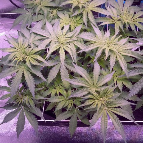 Orange Punch growlog timeline photo