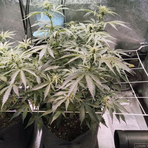 Auto Kong #4 growlog photo: Ela esta impressionante... 