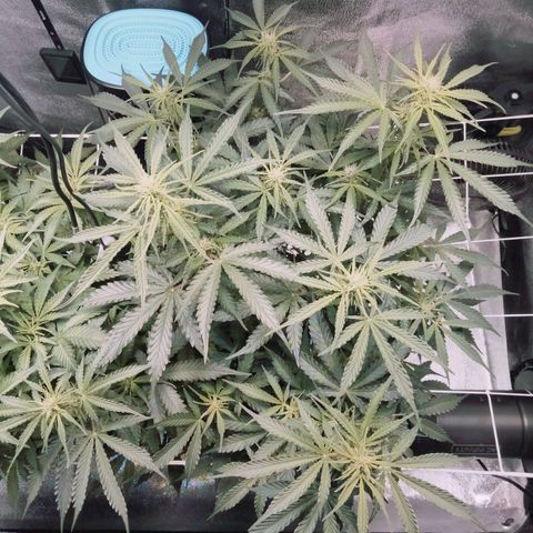 Auto Kong #4 growlog photo: Ela esta impressionante... 