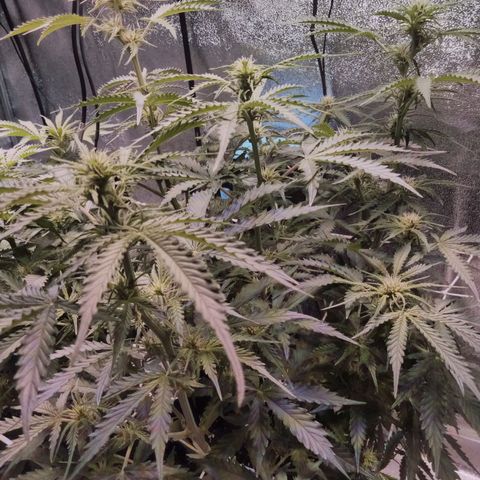 Auto Kong #4 growlog photo: Ela esta impressionante... 