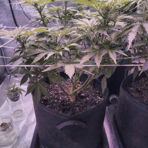 Orange Punch growlog photo: Crescendo, devagar mas Crescendo...