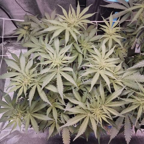 Orange Punch growlog photo: Crescendo, devagar mas Crescendo...