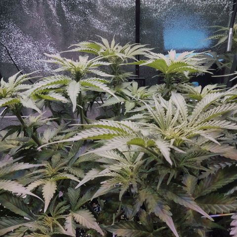 Orange Punch growlog photo: Crescendo, devagar mas Crescendo...