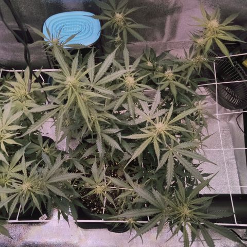 Auto Kong #4 growlog timeline photo