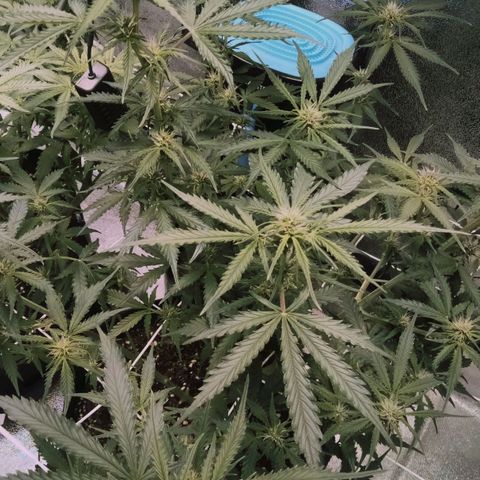Auto Kong #4 growlog timeline photo