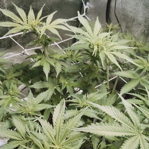 Orange Punch growlog timeline photo
