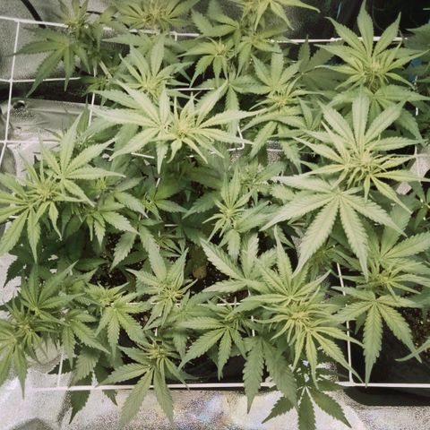Orange Punch growlog timeline photo