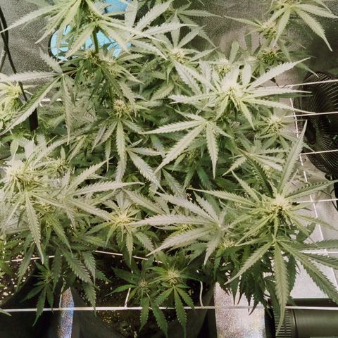 Auto Kong #4 growlog timeline photo