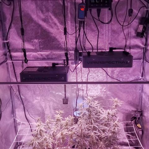 Auto Kong #4 growlog timeline photo