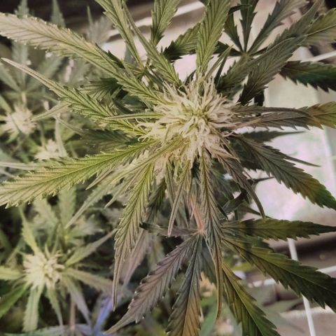 Auto Kong #4 growlog timeline photo