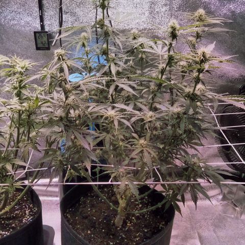 Auto Kong #4 growlog timeline photo
