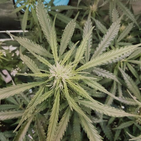 Auto Kong #4 growlog timeline photo