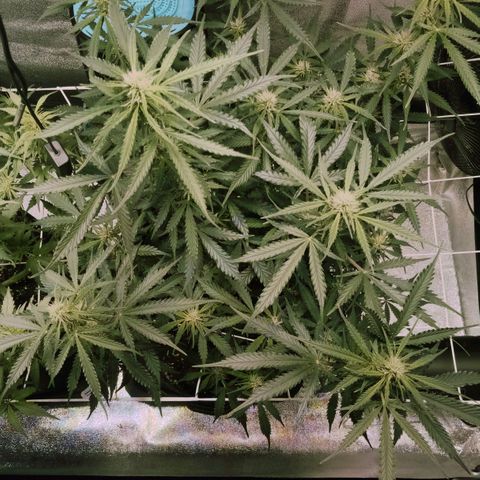 Auto Kong #4 growlog timeline photo