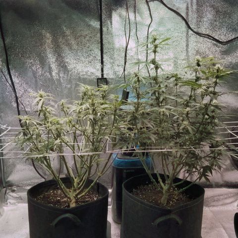 Auto Kong #4 growlog timeline photo