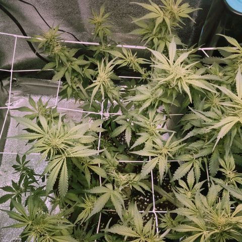 Orange Punch growlog timeline photo