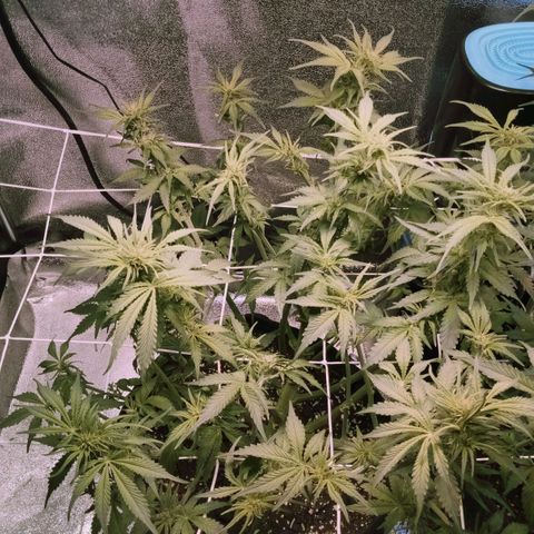 Orange Punch growlog timeline photo