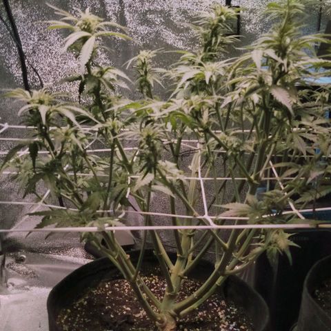 Orange Punch growlog timeline photo