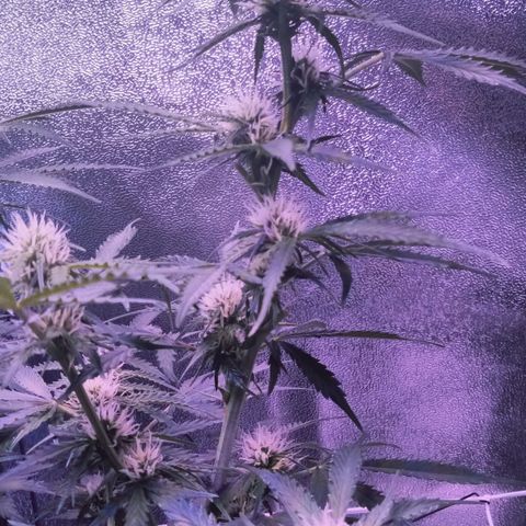Auto Kong #4 growlog timeline photo
