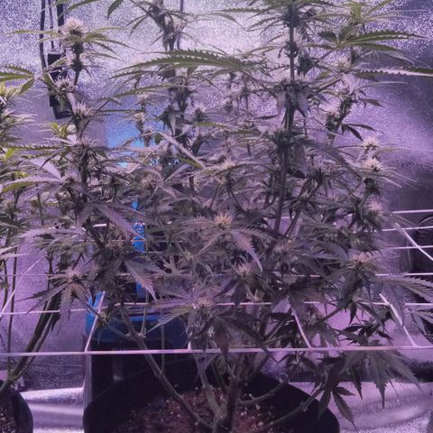 Auto Kong #4 growlog timeline photo