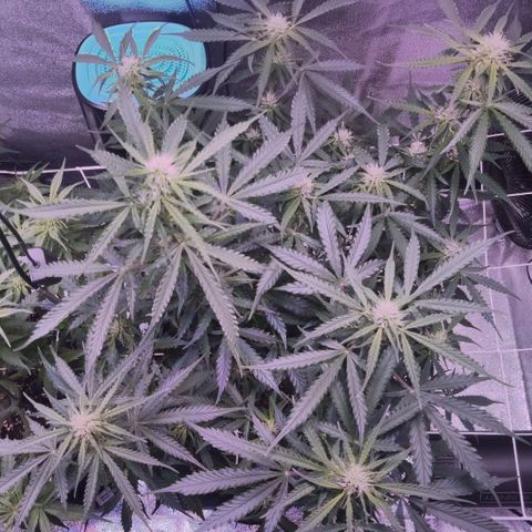 Auto Kong #4 growlog timeline photo