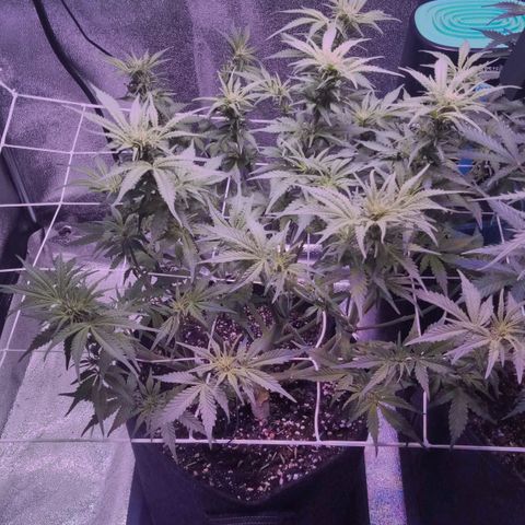 Orange Punch growlog timeline photo