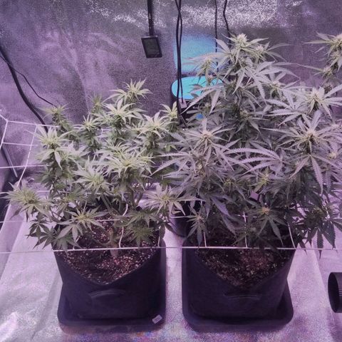 Orange Punch growlog timeline photo