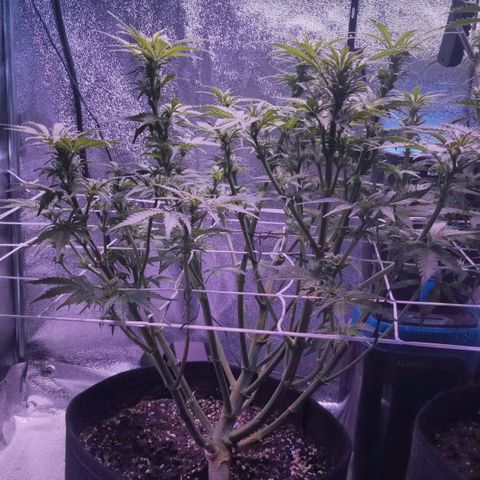 Orange Punch growlog timeline photo