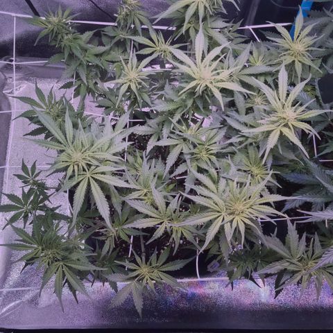 Orange Punch growlog timeline photo