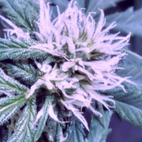 Auto Kong #4 growlog timeline photo