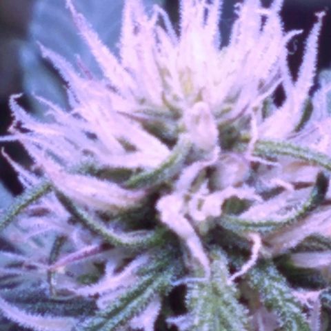 Auto Kong #4 growlog timeline photo