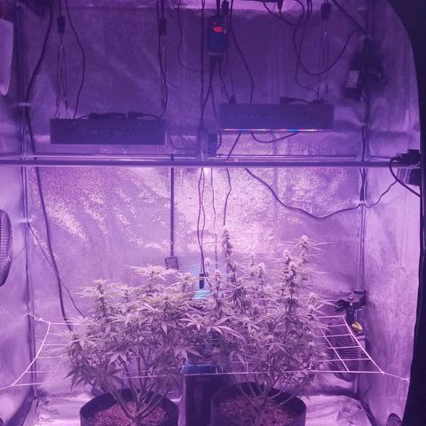 Orange Punch growlog photo: AK a direita e OP a esquerda.