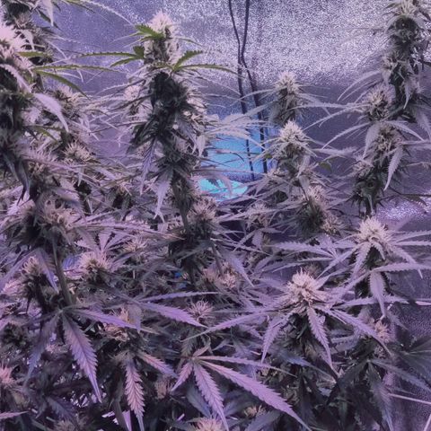 Auto Kong #4 growlog timeline photo