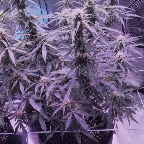 Auto Kong #4 growlog timeline photo