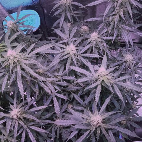 Auto Kong #4 growlog timeline photo