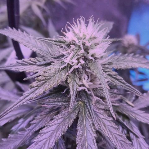 Auto Kong #4 growlog timeline photo