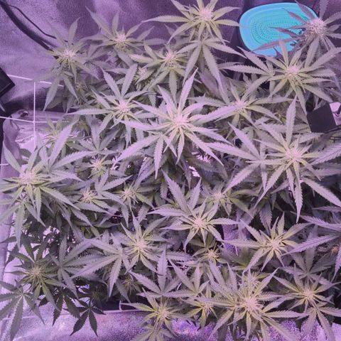 Orange Punch growlog timeline photo