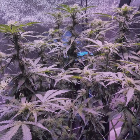 Orange Punch growlog timeline photo