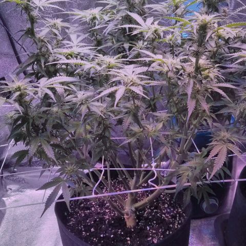 Orange Punch growlog timeline photo