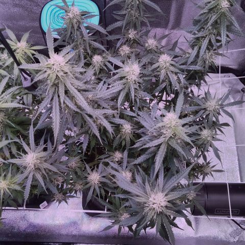 Auto Kong #4 growlog timeline photo