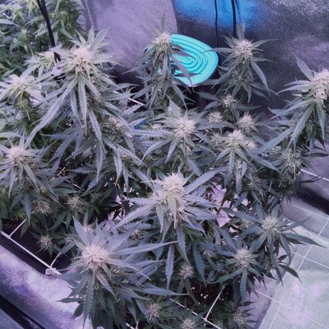 Auto Kong #4 growlog timeline photo
