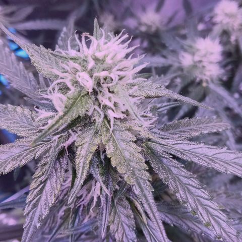 Auto Kong #4 growlog timeline photo