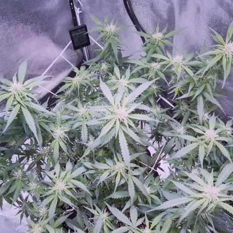 Orange Punch growlog timeline photo