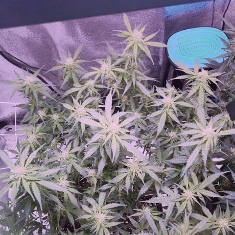Orange Punch growlog timeline photo