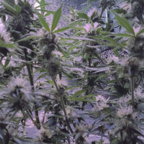 Auto Kong #4 growlog timeline photo